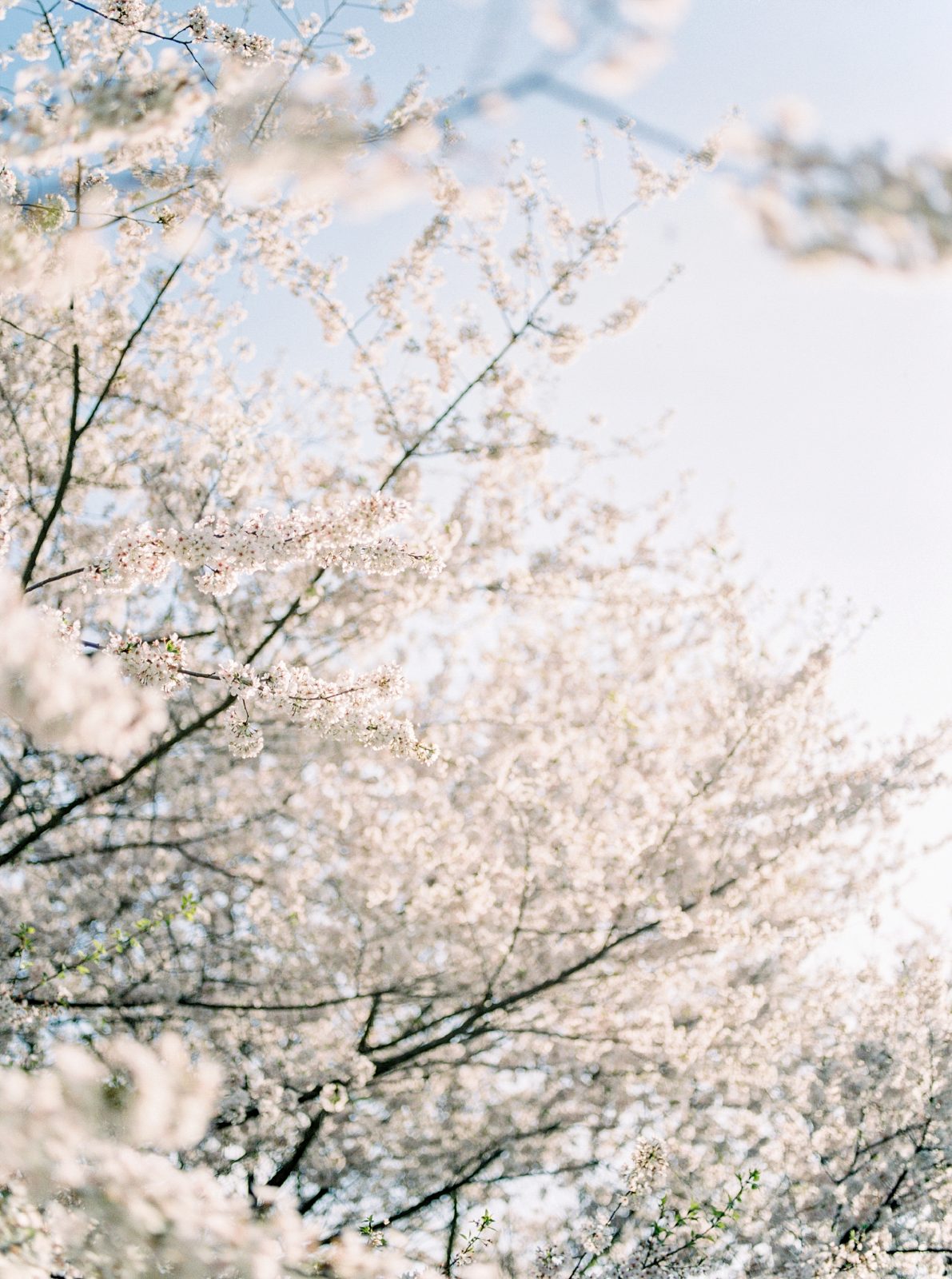 Lynchburg VA Film Engagement Session // Rebecca + Zak ...